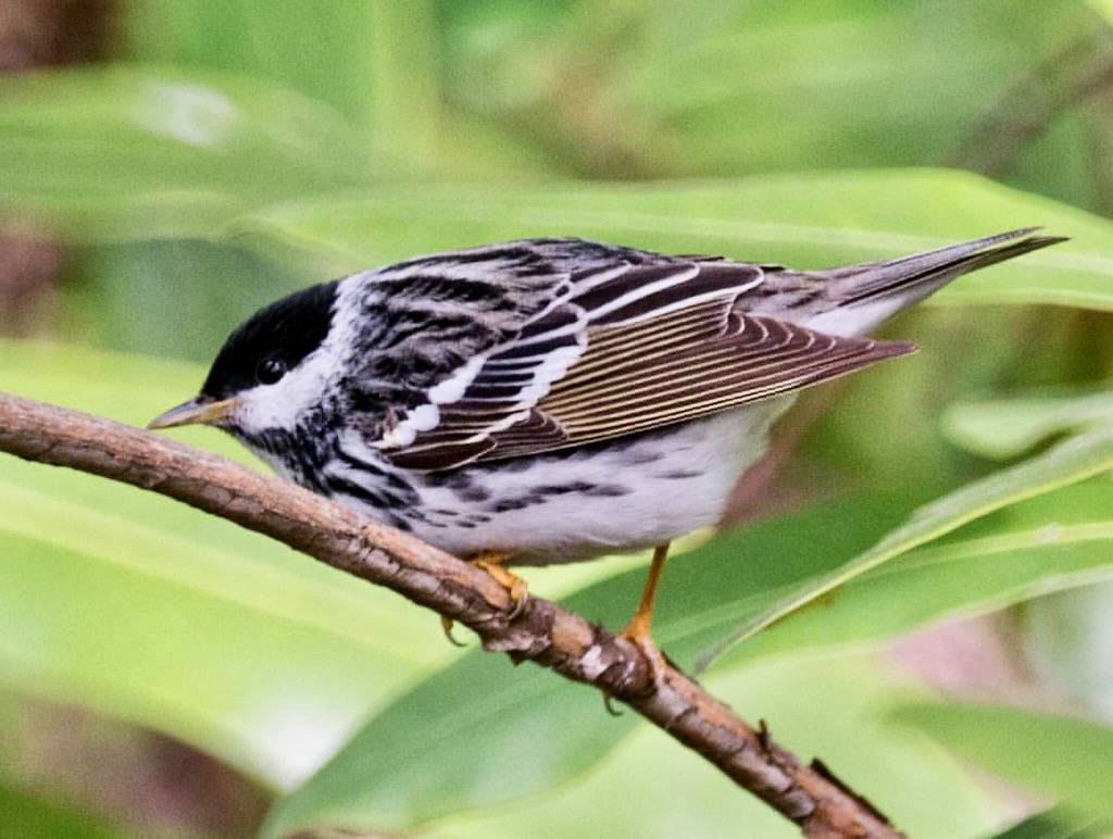Blackpoll Warbler (Setophaga striata) -- Brooklyn Botanic Garden by billmiky is licensed under CC BY-ND 2.0